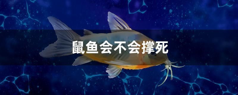 鼠魚會不會撐死