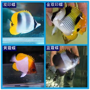 觀賞魚海魚的溫度是多少（關于觀賞魚的溫度控制） 觀賞魚海魚的溫度是多少（關于觀賞魚的溫度控制） 貝因美 第4張