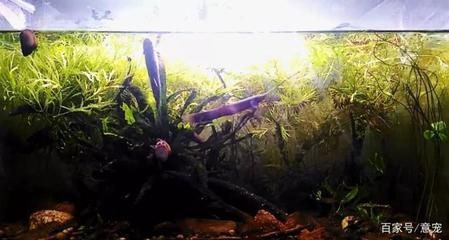 觀賞魚是什么意思網絡用語（支付寶微博尋找“中國錦鯉”轉發抽獎活動） 觀賞魚是什么意思網絡用語（支付寶微博尋找“中國錦鯉”轉發抽獎活動） 愛龍仕 第3張