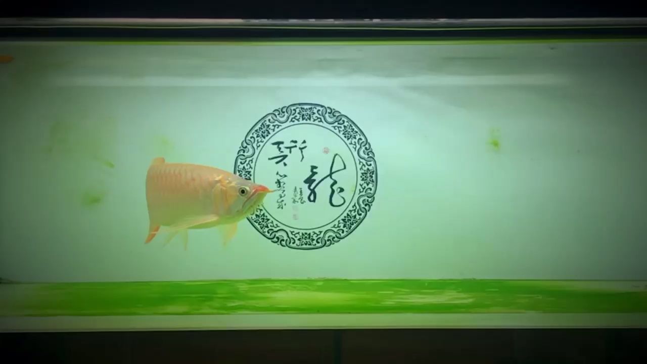 超市魚缸圖片大全高清（ 超市魚缸簡筆畫） 超市魚缸圖片大全高清（ 超市魚缸簡筆畫） 龍魚之家