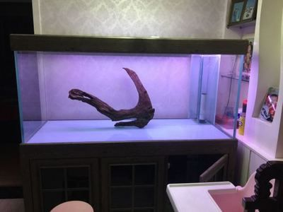 南美缸用吉印燈還是馬印燈：南美缸用吉印燈還是馬印燈，