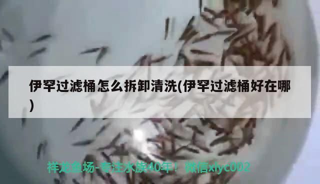 伊罕過濾桶怎么拆卸清洗(伊罕過濾桶好在哪)