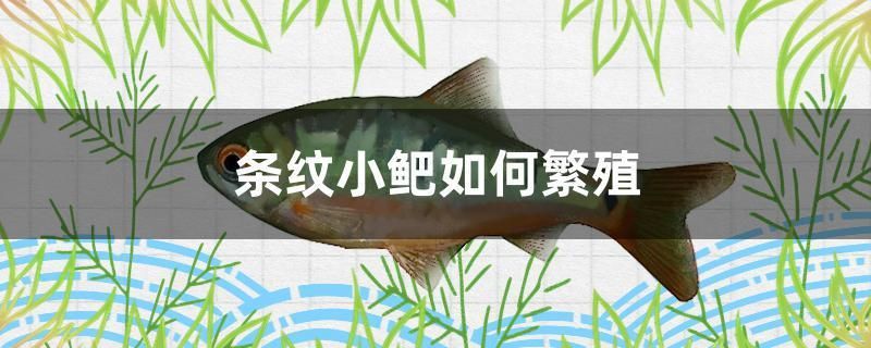 條紋小鲃如何繁殖