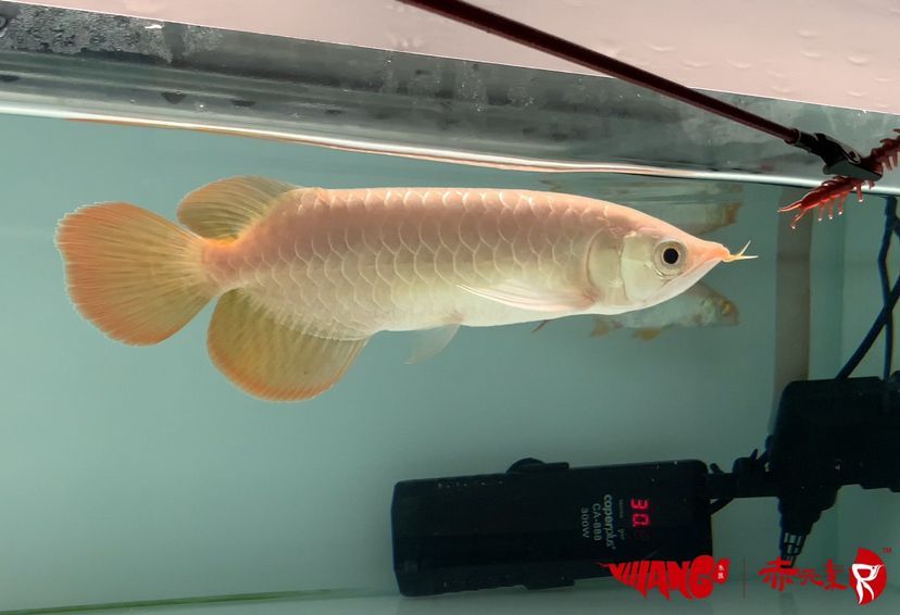 和田水族館赤元素精品紅龍 赤元素 第1張 和田水族館赤元素精品紅龍 和田水族館赤元素精品紅龍 赤元素 第1張