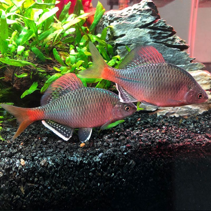 觀賞魚聚寶盆(“觀賞魚聚寶盆”是一個能夠帶來財富的聚寶盆一樣) 則道紅龍 第4張 觀賞魚聚寶盆(“觀賞魚聚寶盆”是一個能夠帶來財富的聚寶盆一樣) 觀賞魚聚寶盆(“觀賞魚聚寶盆”是一個能夠帶來財富的聚寶盆一樣) 則道紅龍 第4張
