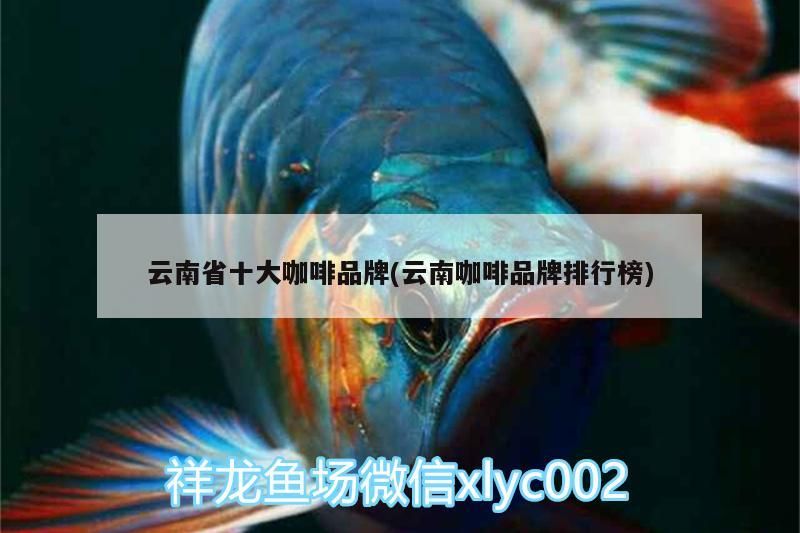 云南省十大咖啡品牌(云南咖啡品牌排行榜)