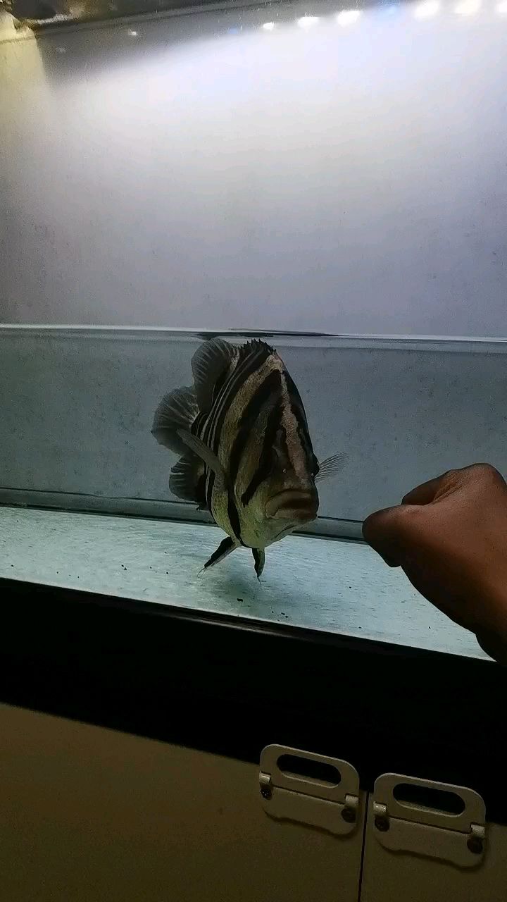 老虎