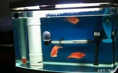 非洲魚觀賞魚(非洲觀賞魚的起源與分布) 新加坡三巴旺 第4張 非洲魚觀賞魚(非洲觀賞魚的起源與分布) 非洲魚觀賞魚(非洲觀賞魚的起源與分布) 新加坡三巴旺 第4張