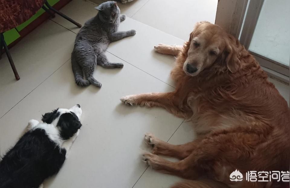 yee貓糧幼貓專用增肥發腮營養天然糧3斤英短藍貓凍干1.5KG包郵