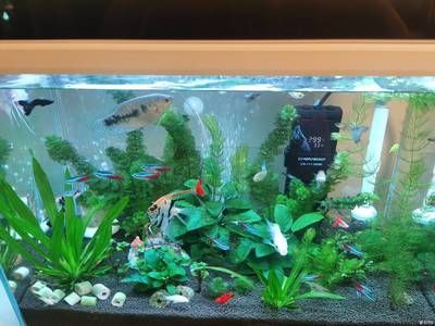 903030魚缸：90,30,30的魚缸價格是多少