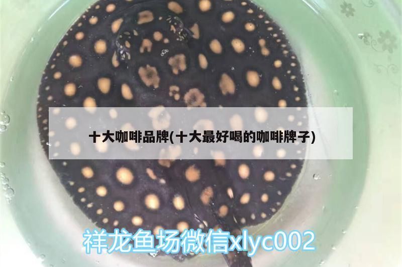 十大咖啡品牌(十大最好喝的咖啡牌子)
