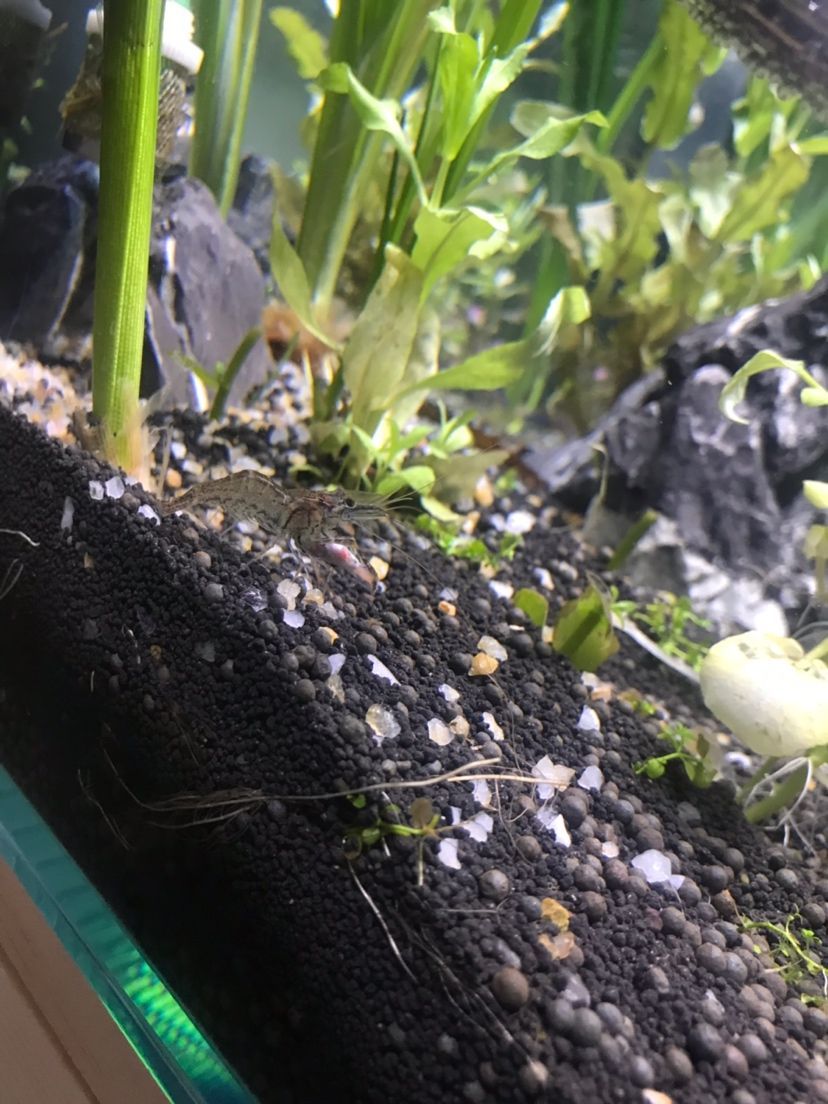 魚(yú)缸過(guò)濾用品哪種好用又實(shí)惠安全（ 魚(yú)缸過(guò)濾用品哪種好用又實(shí)惠安全性高）