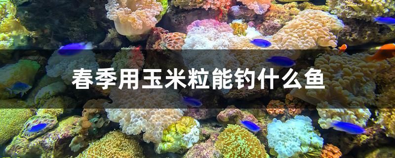 綏中觀賞魚店電話號碼（從甘肅省慶陽市到大興安玲區塔河縣怎么走）