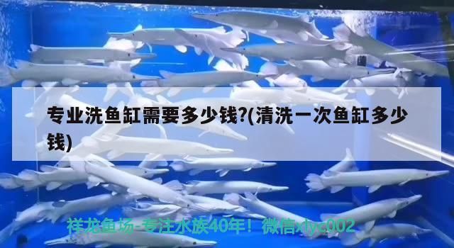 如何選擇高品質觀賞魚的最佳選擇，上海買觀賞魚的網站——尋找高品品質觀賞魚的最佳選擇