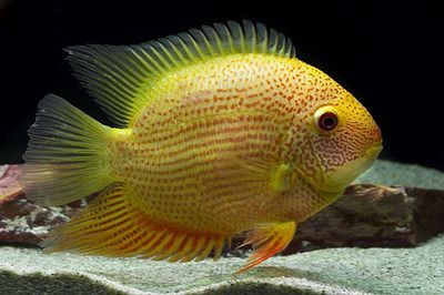 噴點菠蘿魚活餌選擇指南，如何判斷活餌質量優劣