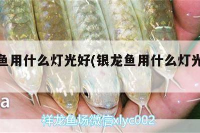 銀龍魚用什么燈光好(銀龍魚用什么燈光好養)