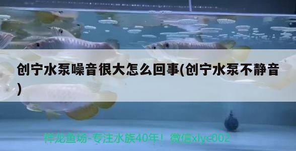 創寧水泵噪音很大怎么回事(創寧水泵不靜音)