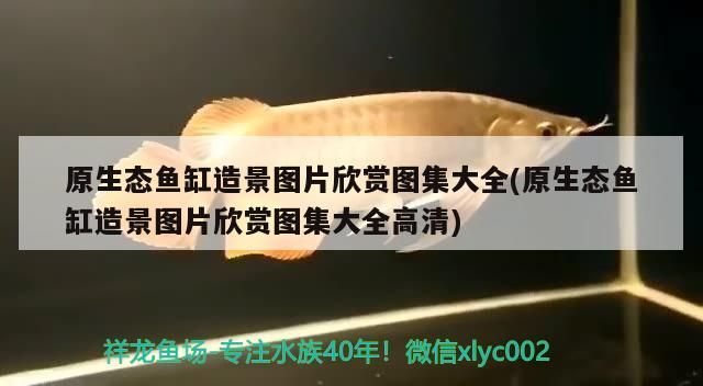 原生態魚缸造景圖片欣賞圖集大全(原生態魚缸造景圖片欣賞圖集大全高清)