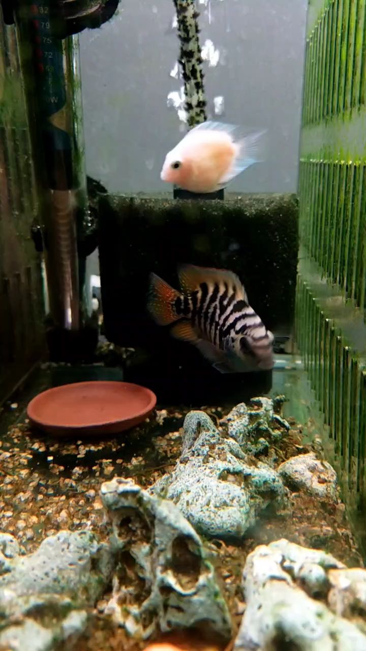 迷你小魚，算新魚種吧