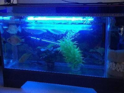 2米長(zhǎng)的魚缸一天用多少電：1.2米長(zhǎng)的魚缸一天用電量大約在9.52度電左右