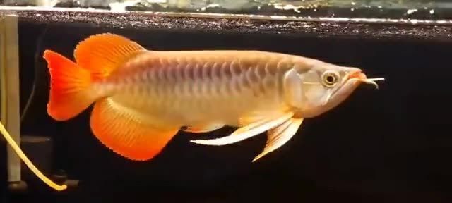 大湖紅龍?jiān)趺礃樱捍蠛t龍與普通紅龍魚(yú)的區(qū)別大湖紅龍與普通龍蝦區(qū)別