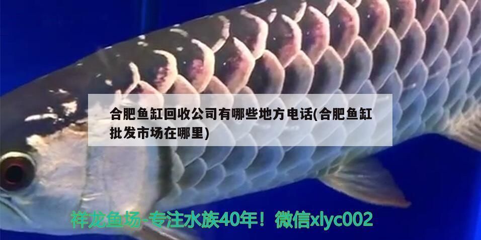 合肥魚缸回收公司有哪些地方電話(合肥魚缸批發市場在哪里)