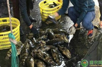 黑云魚為什么養的人不多（黑云魚的人工繁殖能力相對較弱、繁殖能力較弱、繁殖能力較高）