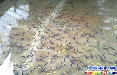 黑云魚為什么養的人不多（黑云魚的人工繁殖能力相對較弱、繁殖能力較弱、繁殖能力較高）