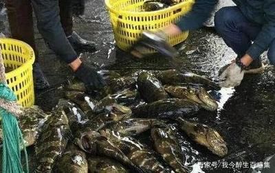 黑云魚為什么養的人不多（黑云魚的人工繁殖能力相對較弱、繁殖能力較弱、繁殖能力較高）