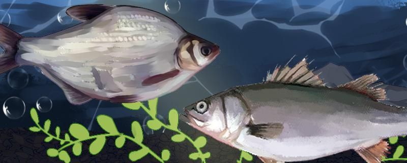 樂事水族魚缸價(jià)格（樂事水族制品配件）