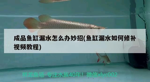 成品魚缸漏水怎么辦妙招(魚缸漏水如何修補視頻教程) 成品魚缸漏水怎么辦妙招(魚缸漏水如何修補視頻教程) 九鼎魚缸
