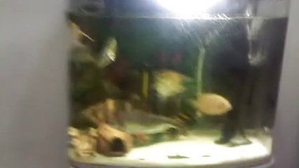 印尼虎魚暴斃視頻：印尼虎魚暴斃的原因