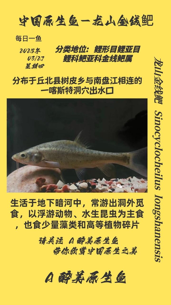 龍山金山鲃