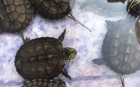 豬鼻龜蛋孵化：寵物醫生在線咨詢回到首頁豬鼻龜什么時候下蛋