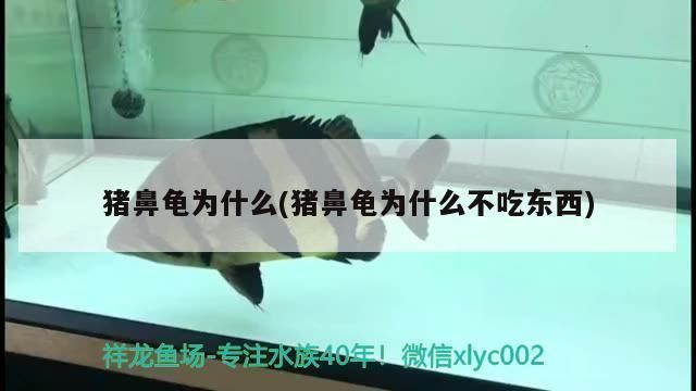 豬鼻龜蛋孵化：寵物醫生在線咨詢回到首頁豬鼻龜什么時候下蛋