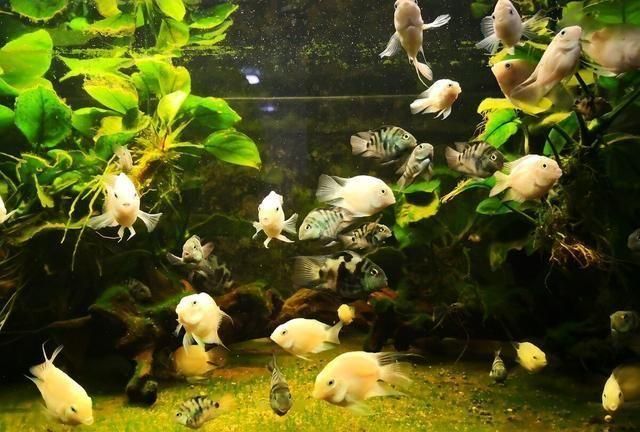 互動性最強的觀賞魚品種（世界各地的特色觀賞魚世界各地的特色觀賞魚的結果）