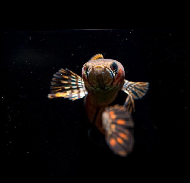 互動性最強的觀賞魚品種（世界各地的特色觀賞魚世界各地的特色觀賞魚的結果）