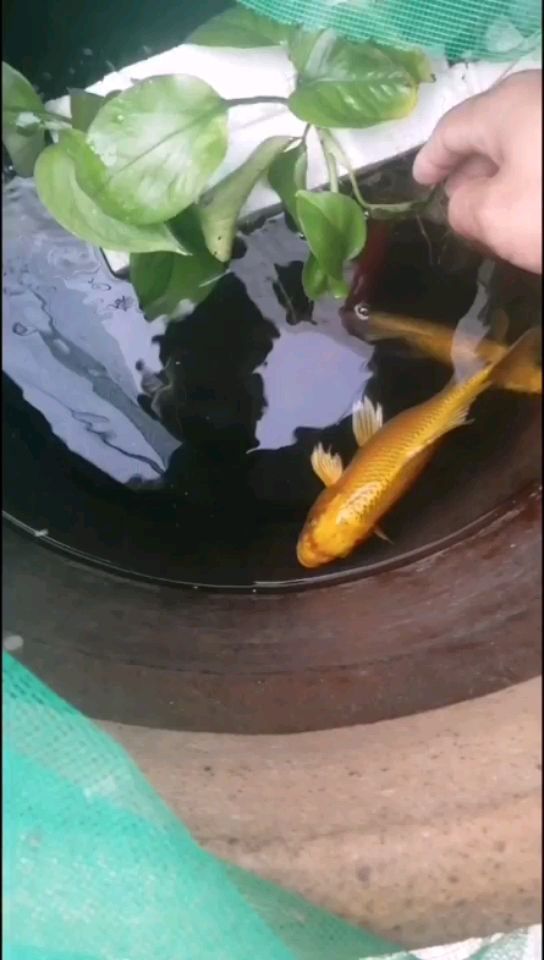 怎樣制作玻璃魚缸自制（自制玻璃魚缸視頻）