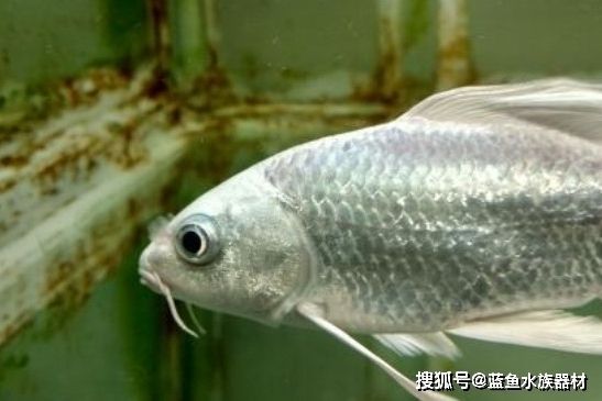 蝴蝶鯉多久才能養出大鰭大尾（蝴蝶鯉養出大鰭大尾的時間）