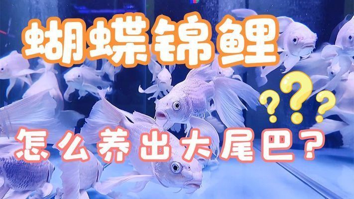 蝴蝶鯉多久才能養出大鰭大尾（蝴蝶鯉養出大鰭大尾的時間）