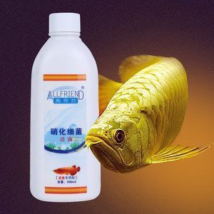 如何提高金龍魚溶氧量：如何提高金龍魚的溶氧量