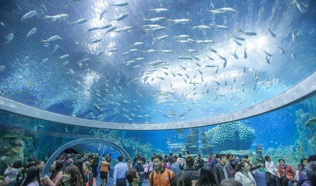 水族館里100種動物名稱和特征以及生活環(huán)境（100種動物的名稱、特征以及生活環(huán)境）