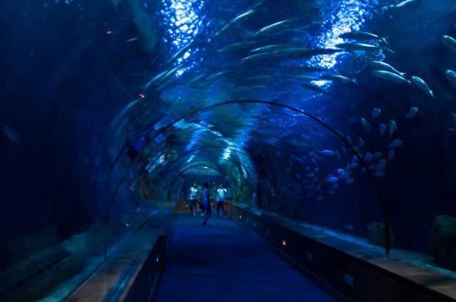 水族館里100種動物名稱和特征以及生活環(huán)境（100種動物的名稱、特征以及生活環(huán)境）