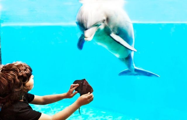 水族館里100種動物名稱和特征以及生活環(huán)境（100種動物的名稱、特征以及生活環(huán)境）