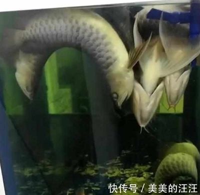 仟湖飼料怎么辨別真假（仟湖飼料真假分辨）