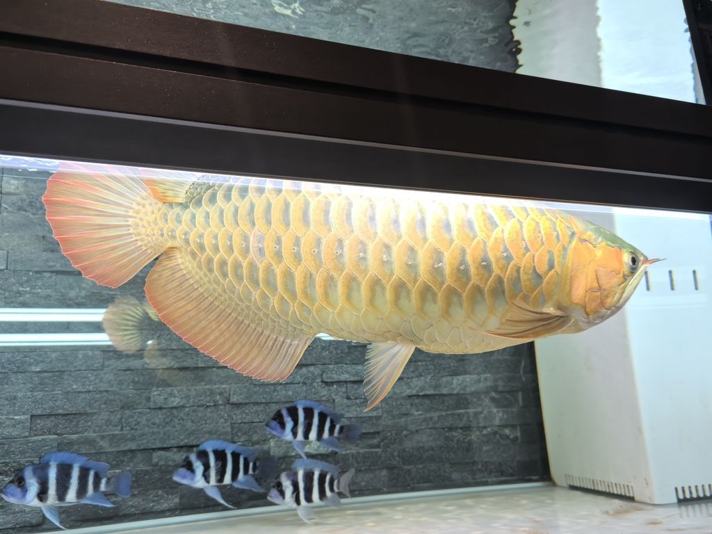 第一天上側燈 龍魚論壇 第1張 第一天上側燈 第一天上側燈 龍魚論壇 第1張