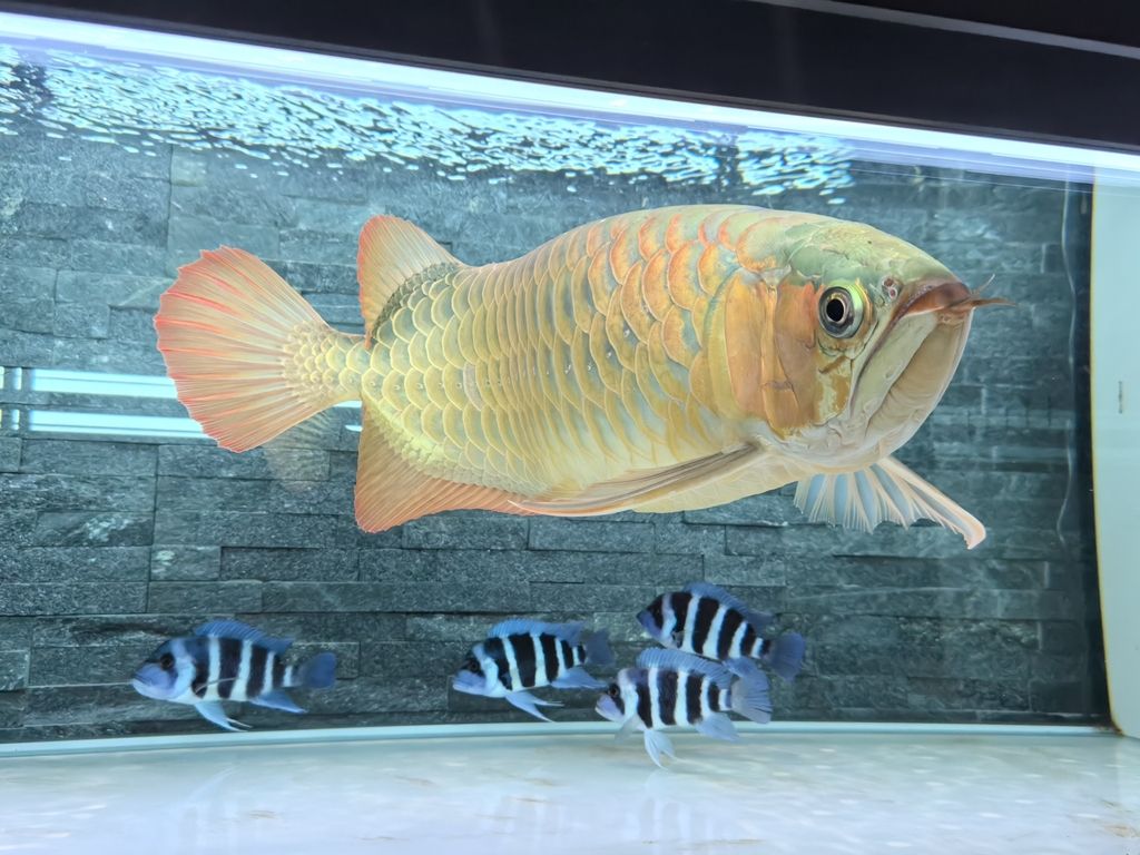 第一天上側燈 龍魚論壇 第3張 第一天上側燈 第一天上側燈 龍魚論壇 第3張