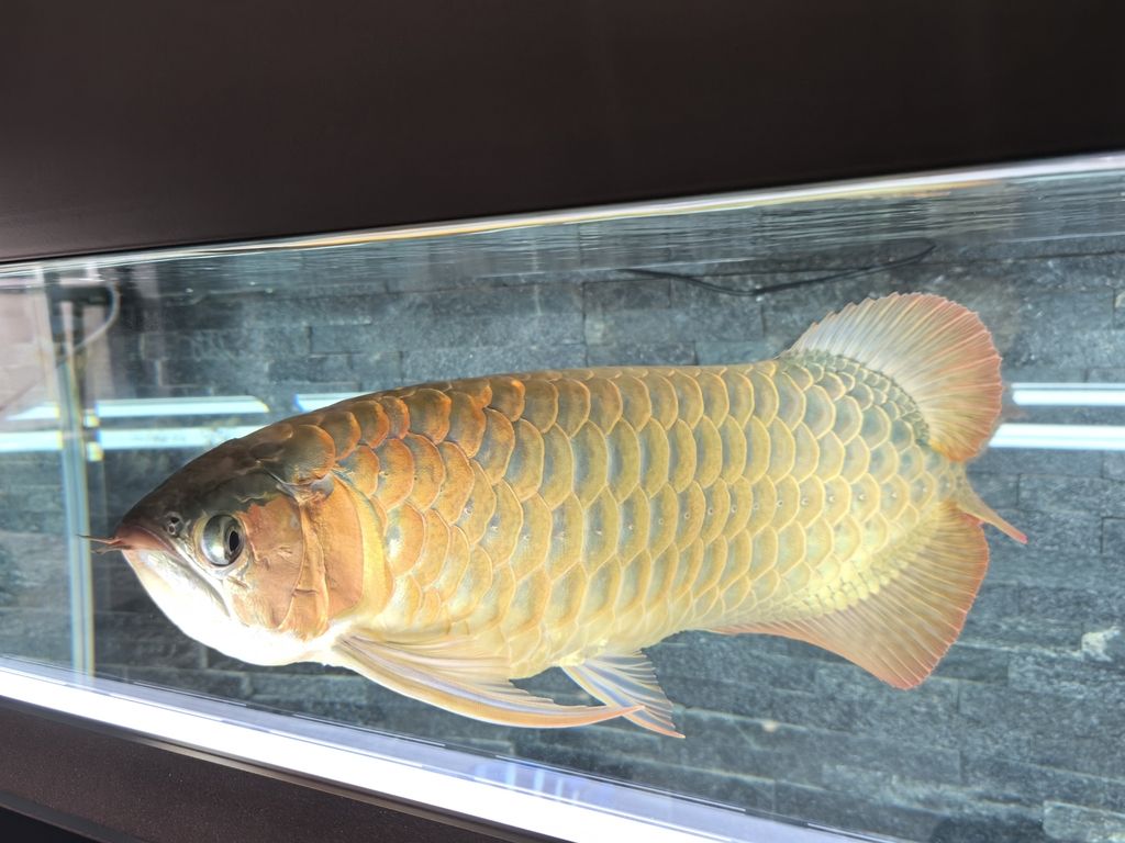 第一天上側燈 龍魚論壇 第4張 第一天上側燈 第一天上側燈 龍魚論壇 第4張