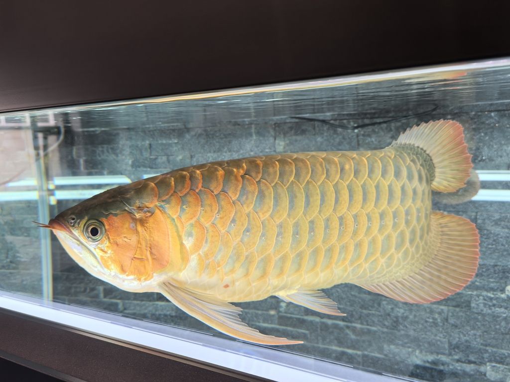 第一天上側燈 龍魚論壇 第5張 第一天上側燈 第一天上側燈 龍魚論壇 第5張