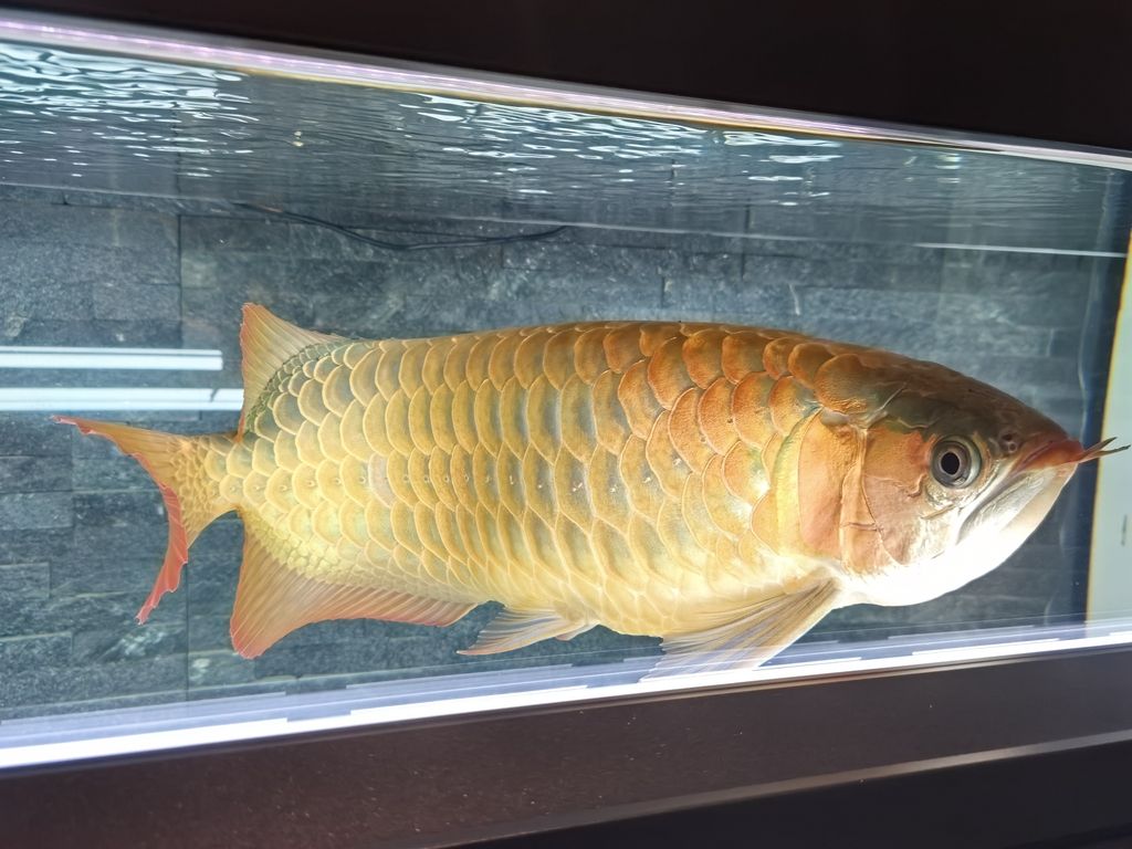 第一天上側燈 龍魚論壇 第6張 第一天上側燈 第一天上側燈 龍魚論壇 第6張